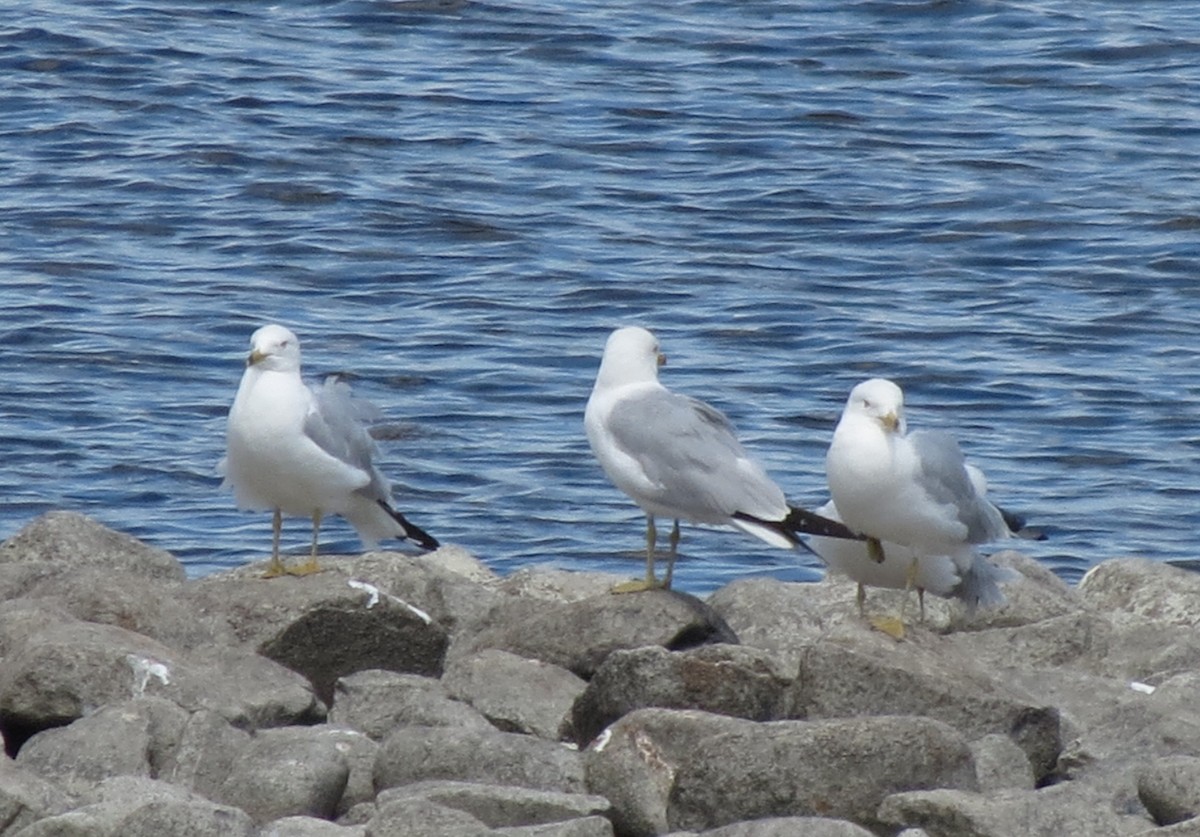 Ring-billed Gull - ML136626831