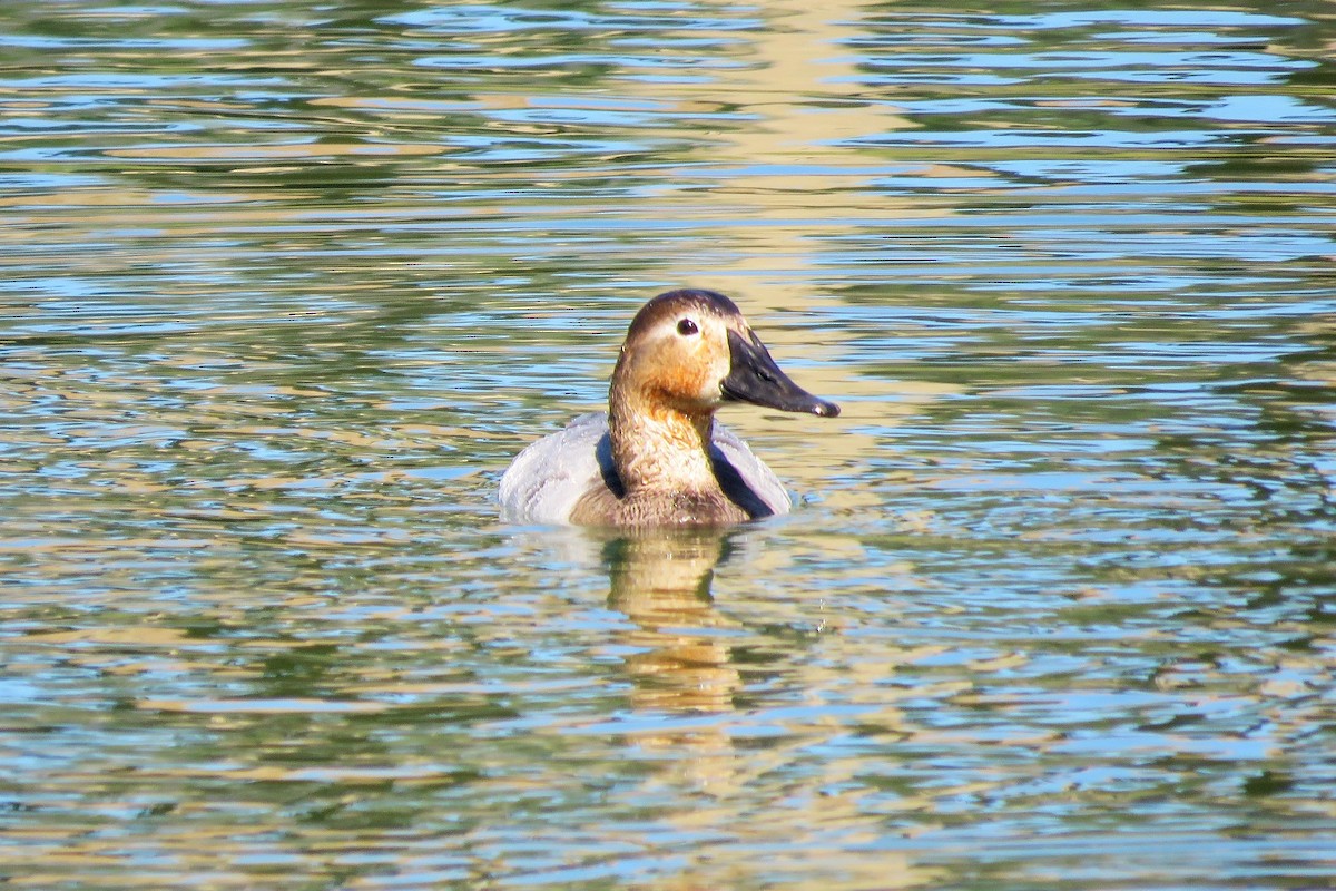 Canvasback - ML136627161