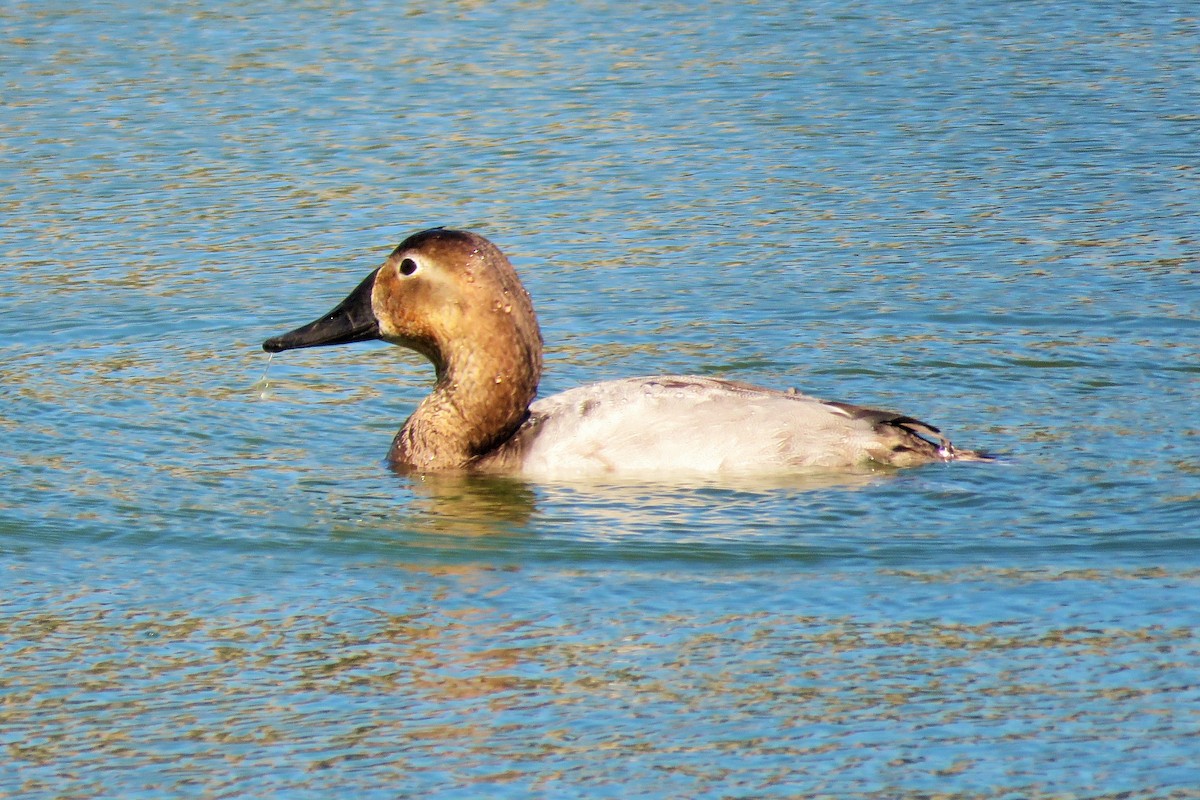 Canvasback - ML136627241