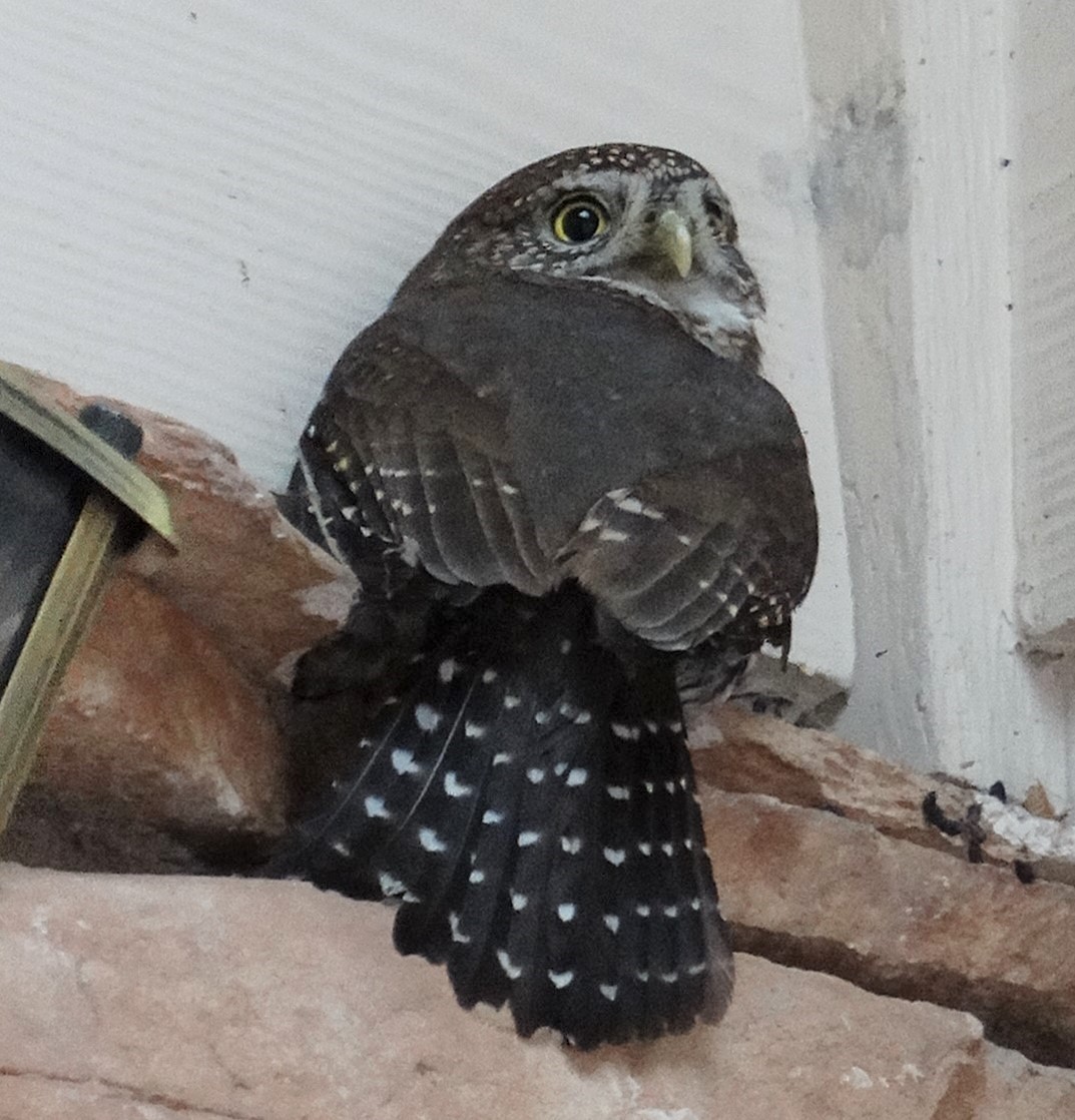 Northern Pygmy-Owl - ML136627651