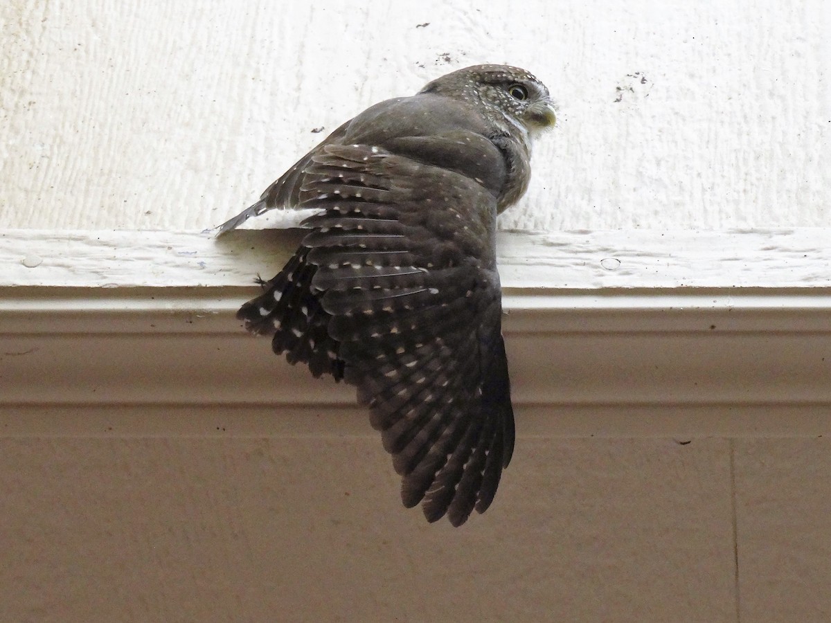 Northern Pygmy-Owl - ML136627731