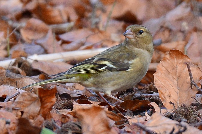 Common Chaffinch - ML136627891