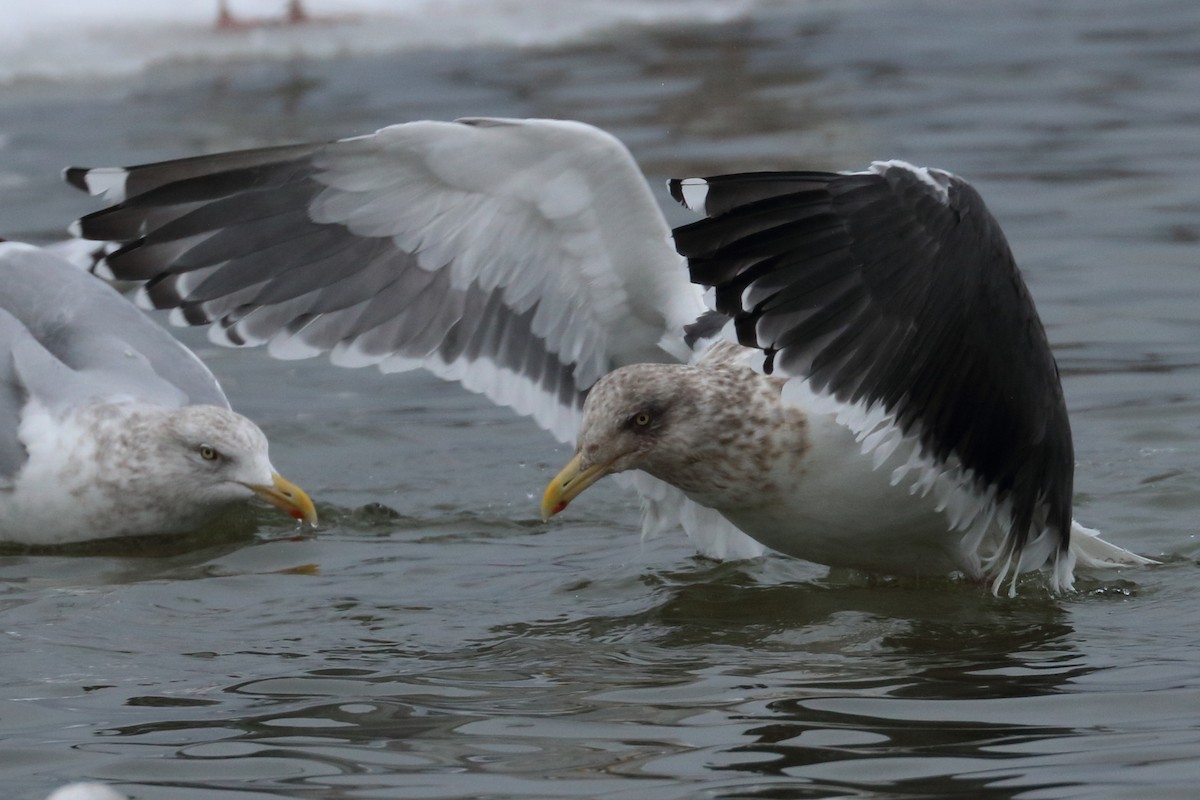 Gaviota de Kamchatka - ML136628041