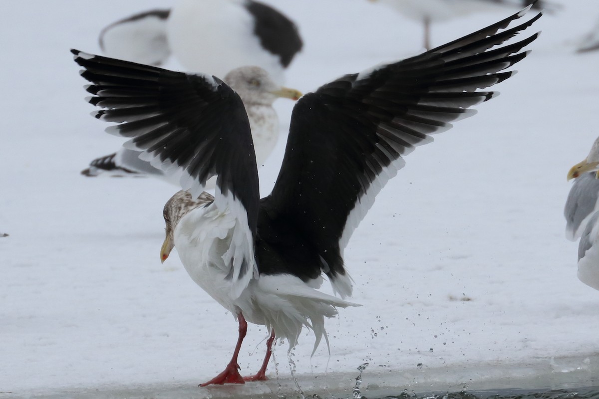 Gaviota de Kamchatka - ML136628591