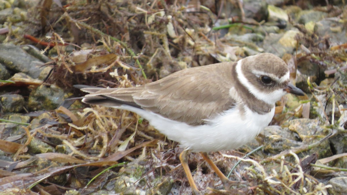 Semipalmated Plover - Donald Fraser