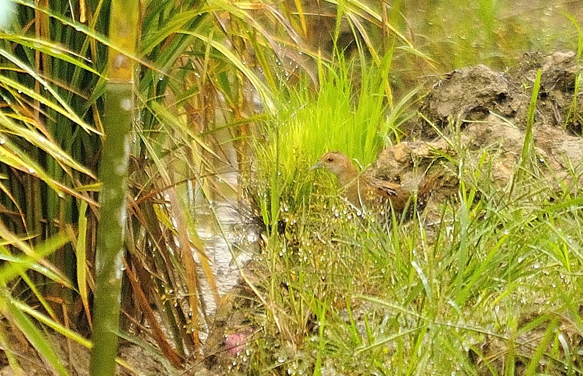 Baillon's Crake - ML136631261