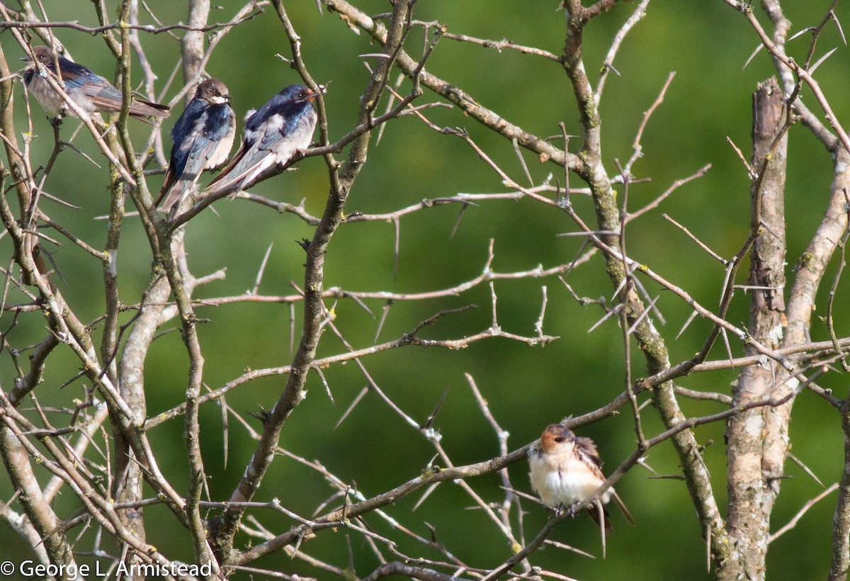 European Red-rumped Swallow - ML136632091