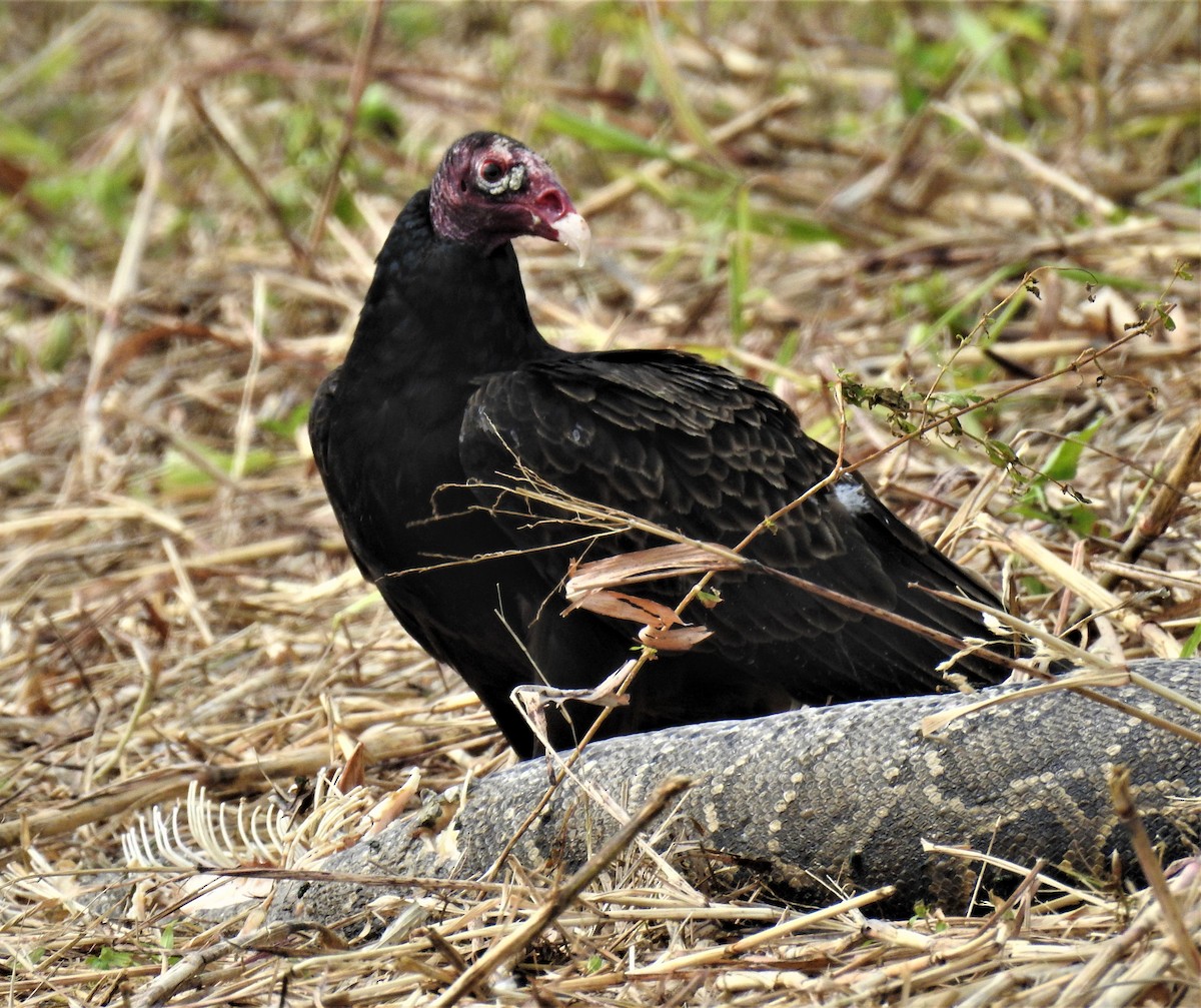 Turkey Vulture - ML136632581