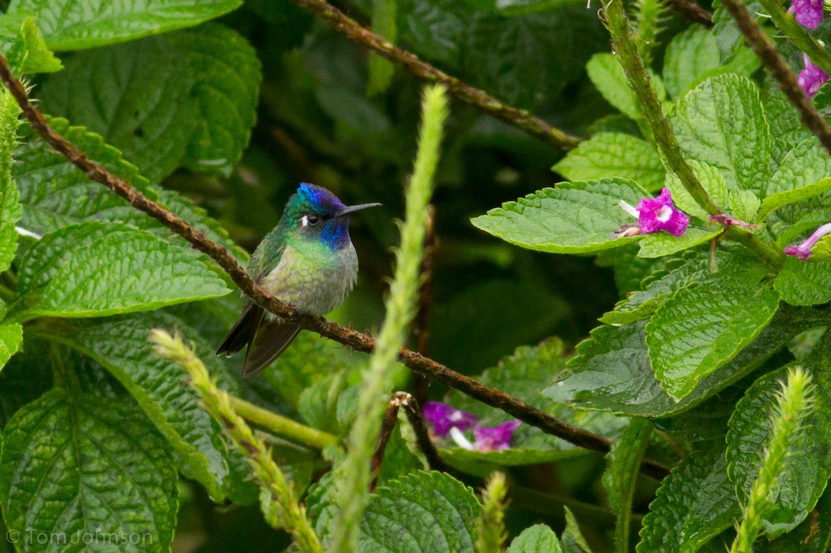 Colibri à tête violette - ML136633971