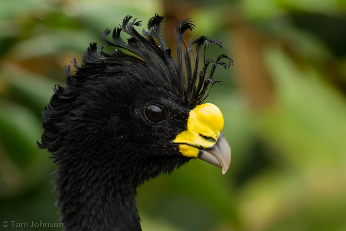 Great Curassow - ML136634091