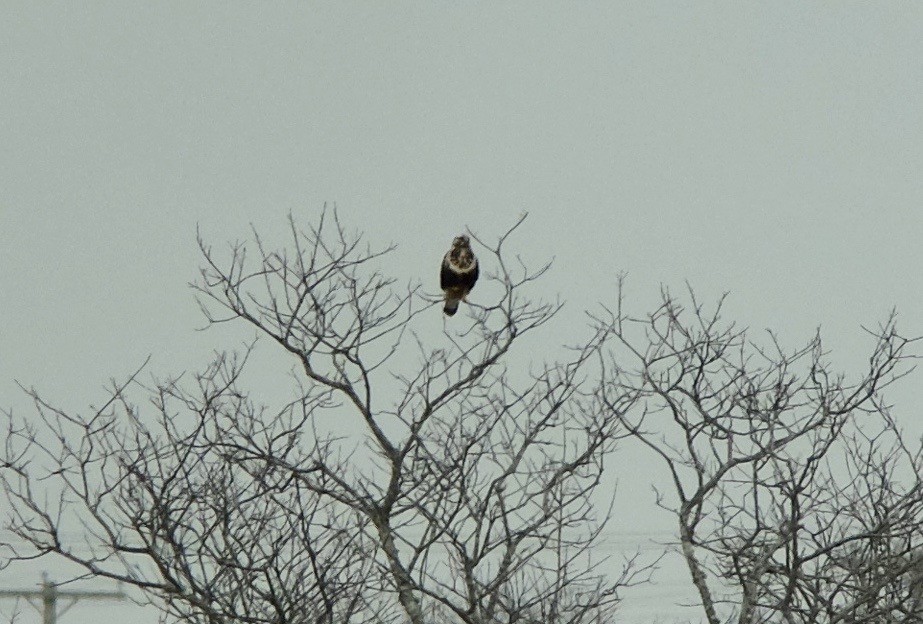 Rough-legged Hawk - ML136637131