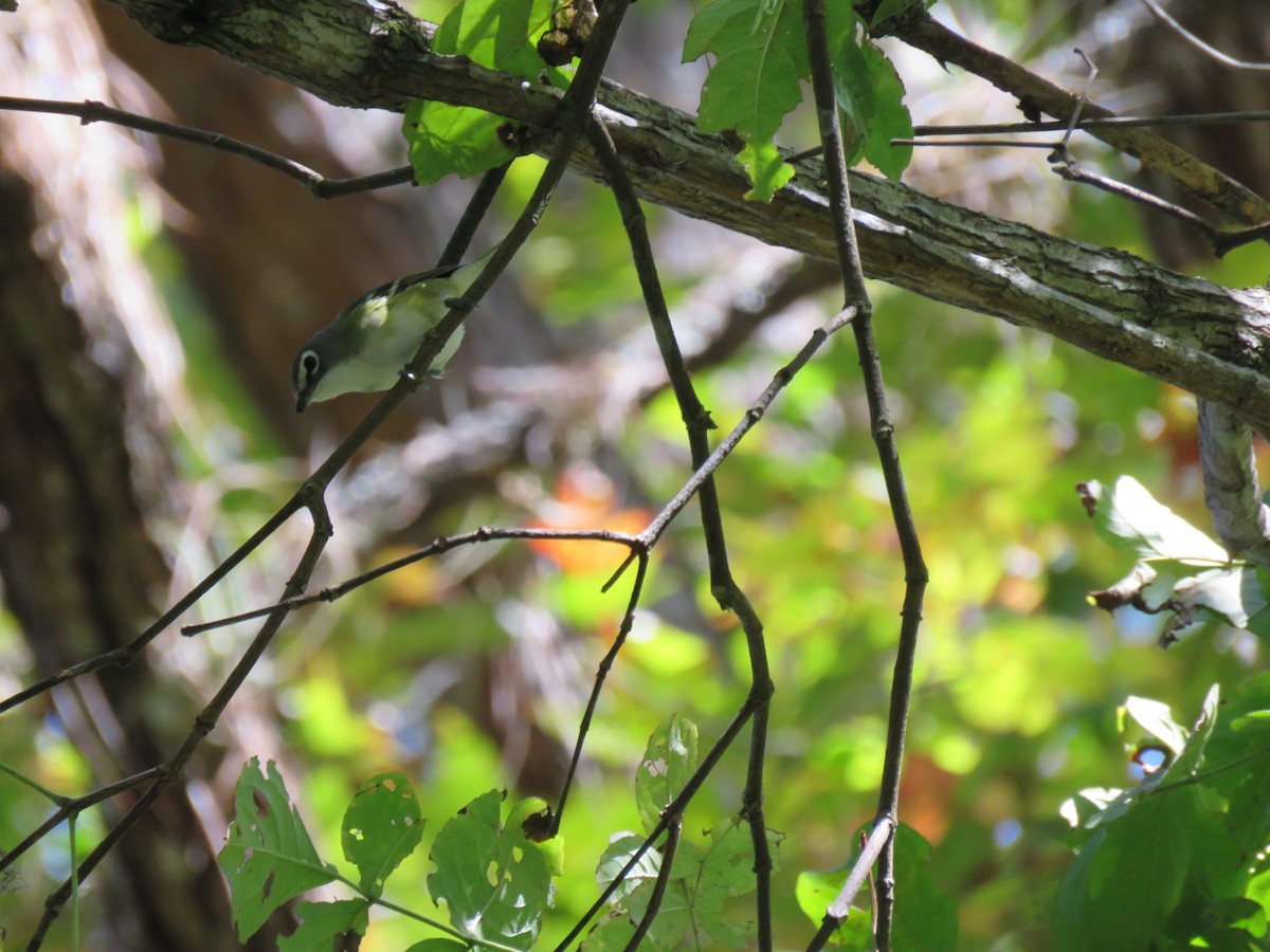 Blue-headed Vireo - ML136637331