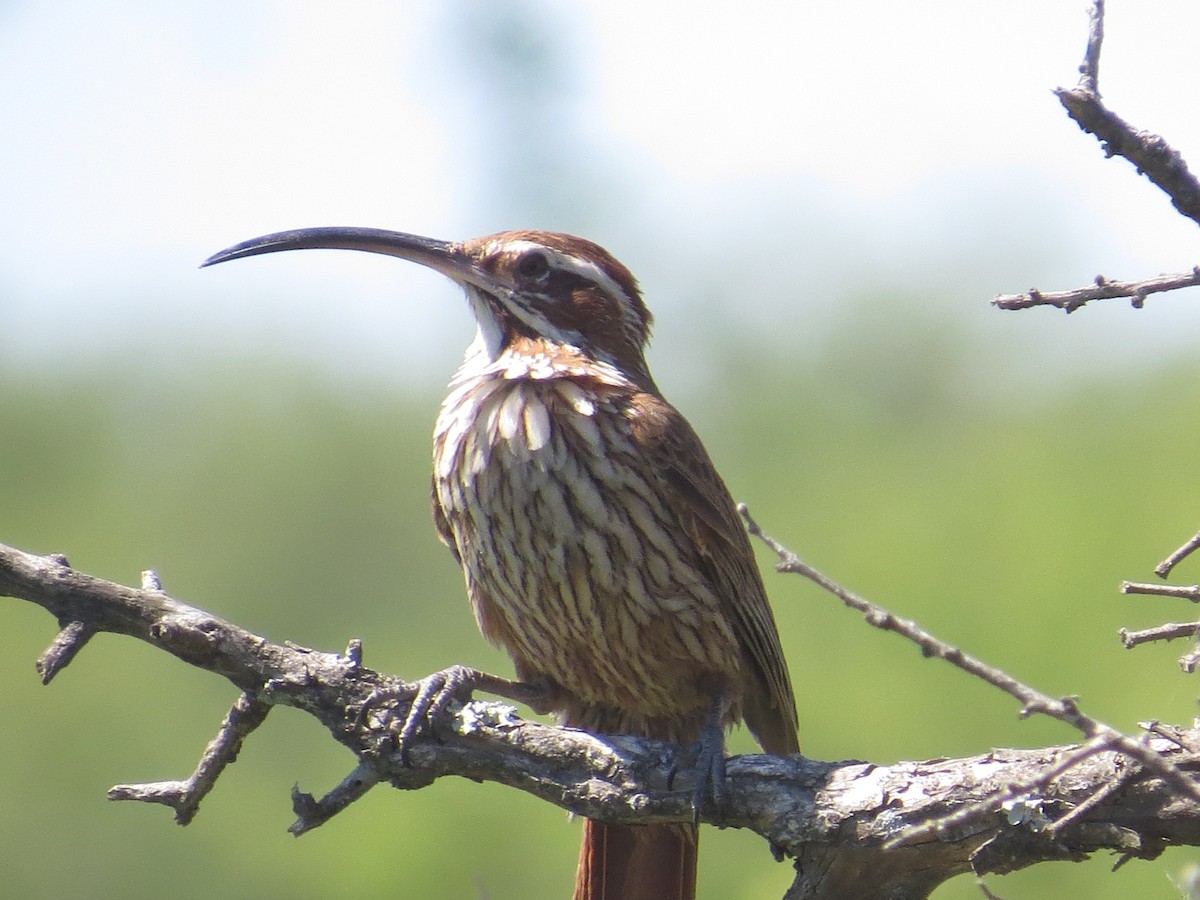 Scimitar-billed Woodcreeper - ML136637541