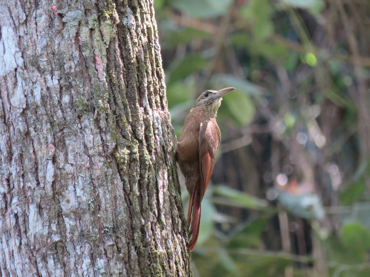 Strong-billed Woodcreeper - ML136637561