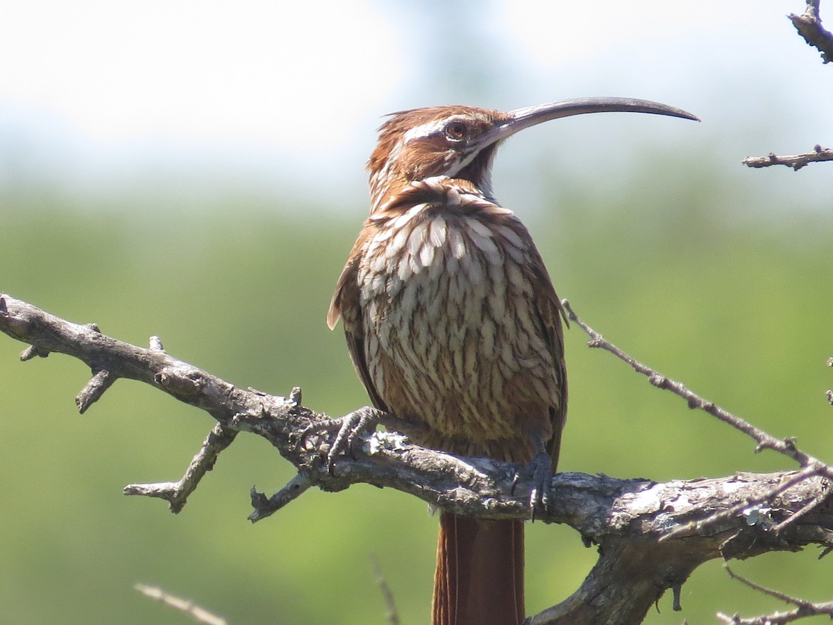 Scimitar-billed Woodcreeper - ML136637581