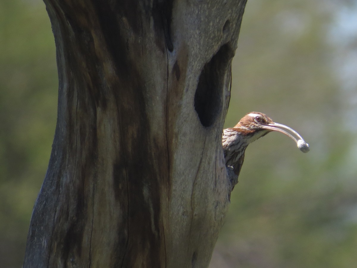 Scimitar-billed Woodcreeper - ML136637591