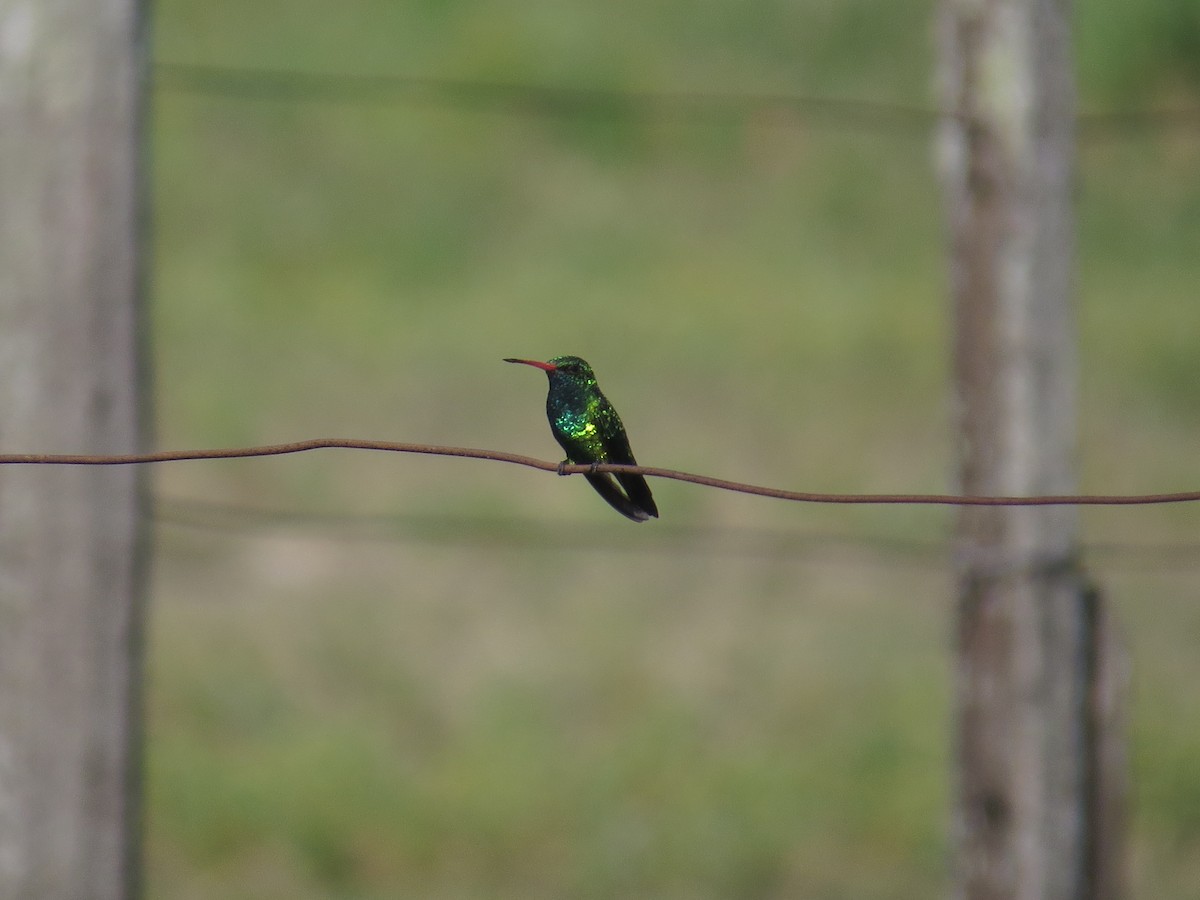 Glittering-bellied Emerald - ML136637641