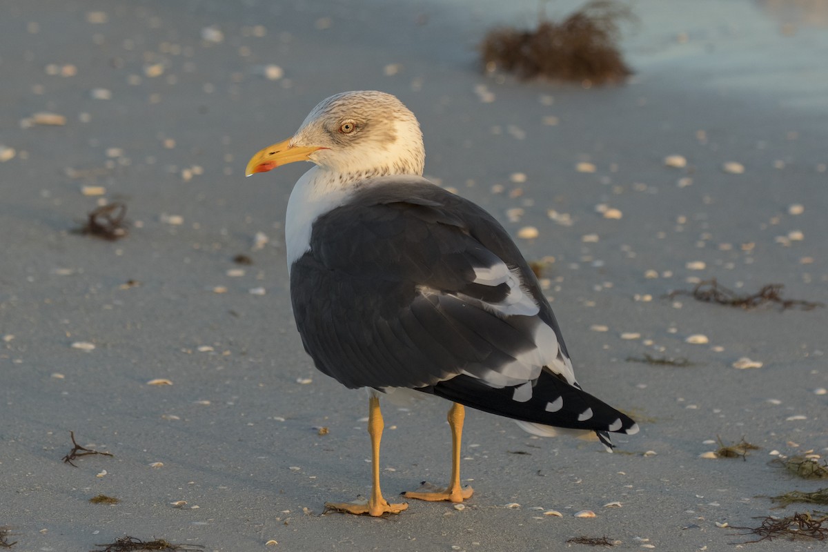 Lesser Black-backed Gull - Peter Hawrylyshyn