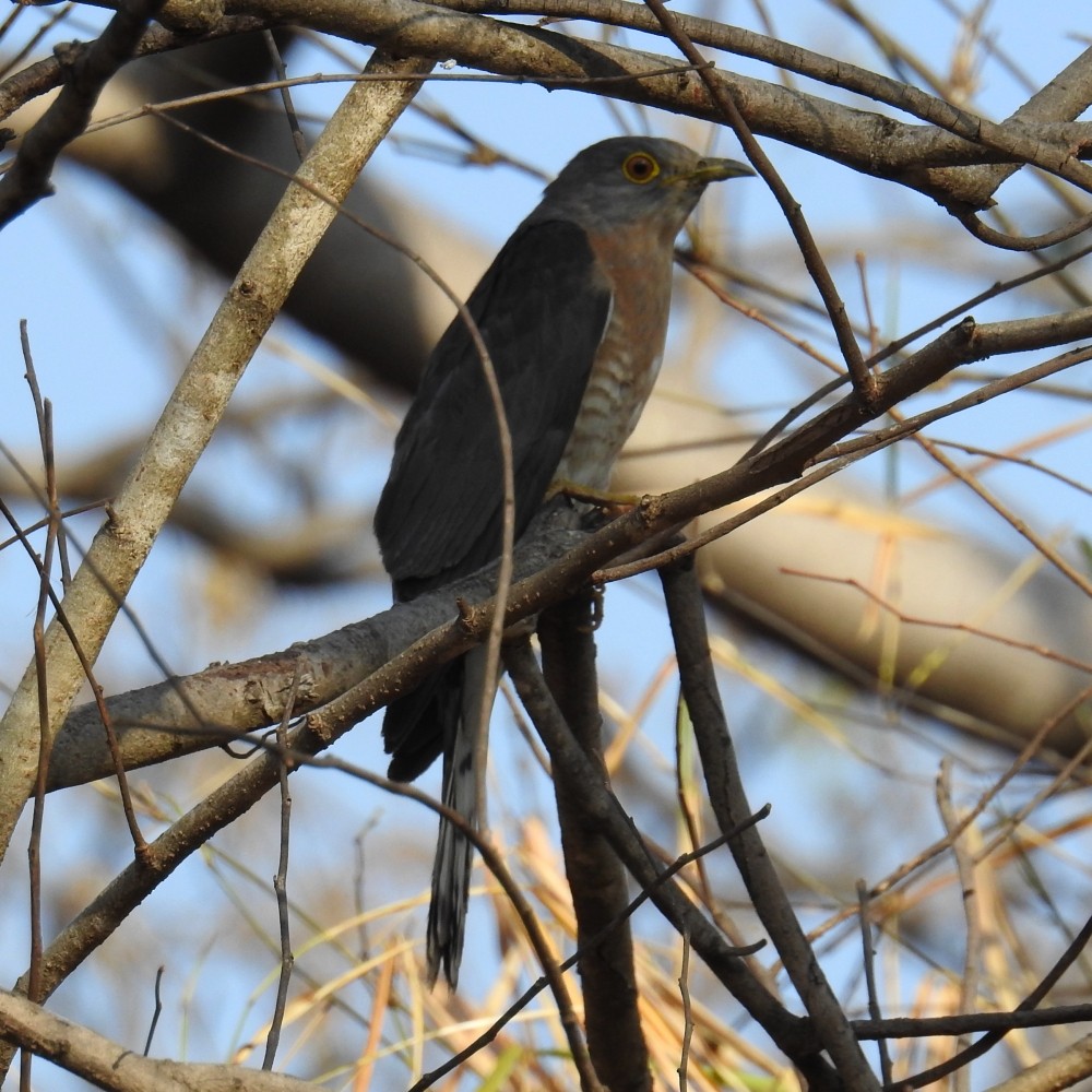 Common Hawk-Cuckoo - Fernando Nunes