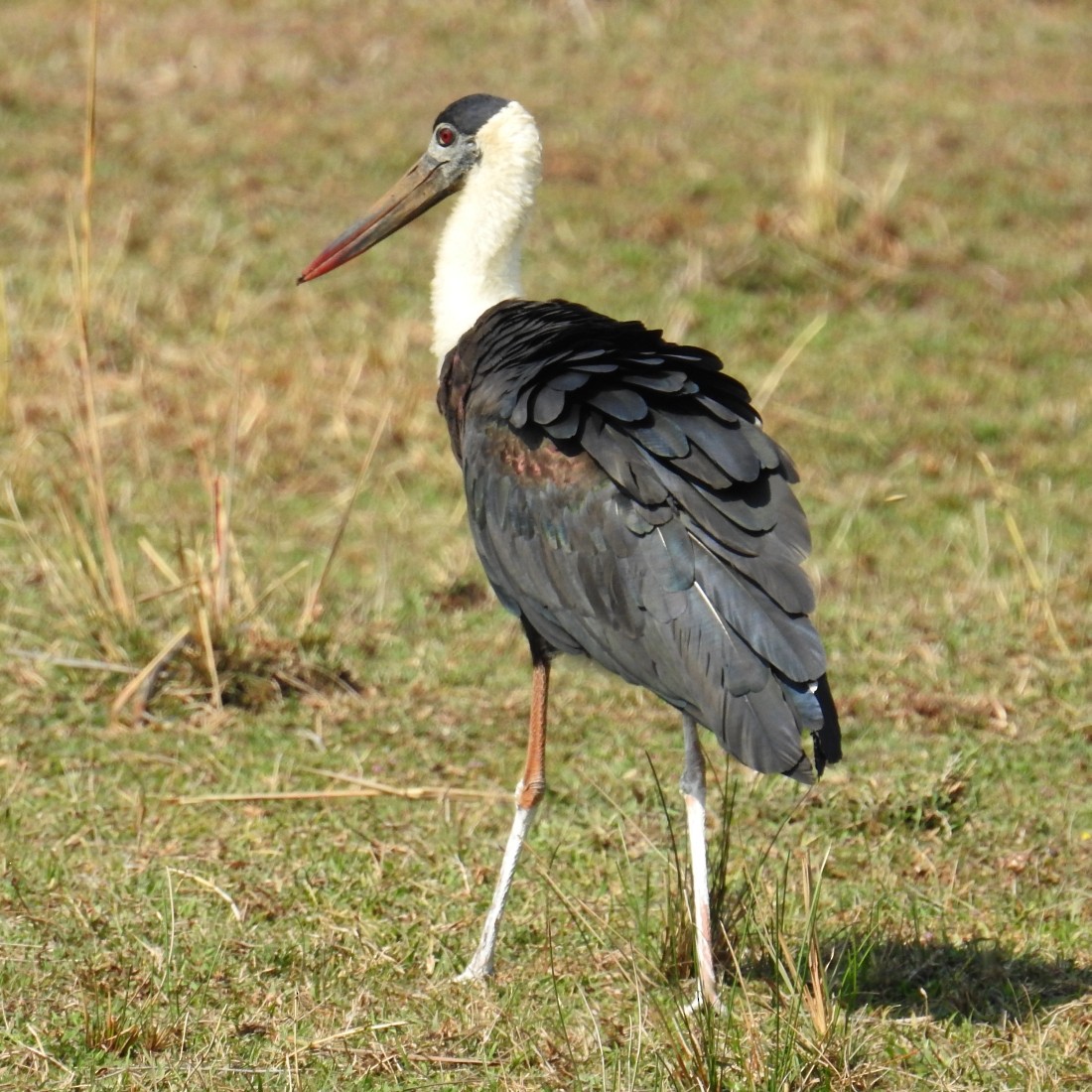 Asian Woolly-necked Stork - ML136641721