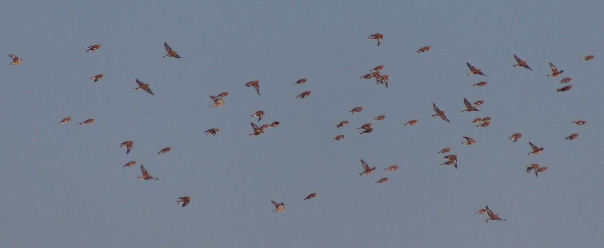 תפוחית הרים - ML136641941