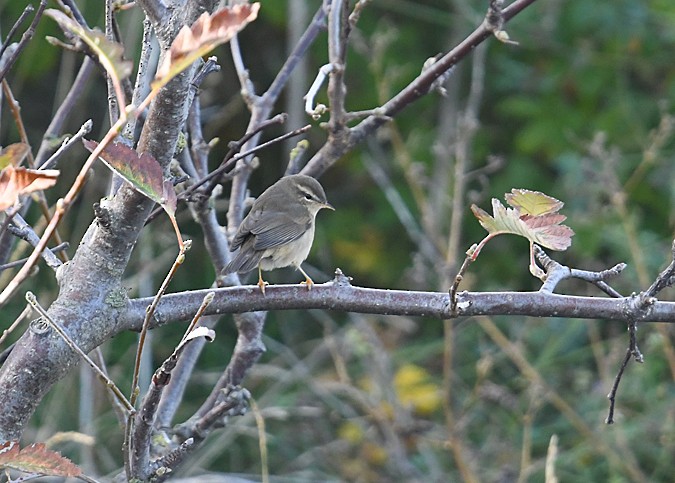 Dusky Warbler - ML136642041