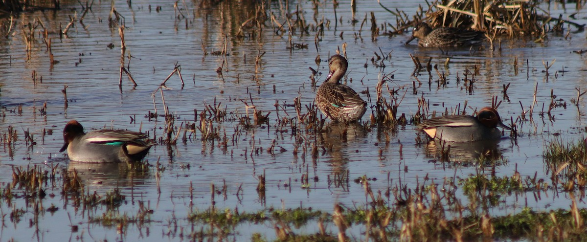 Green-winged Teal (Eurasian) - ML136642351