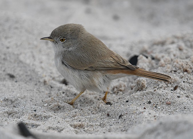 Asian Desert Warbler - Andreas Deissner