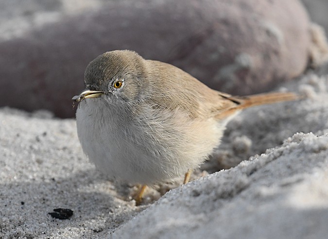 Asian Desert Warbler - Andreas Deissner