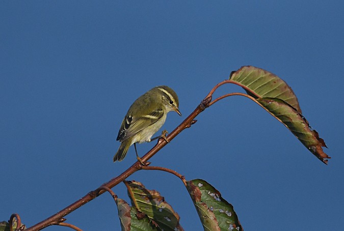 Yellow-browed Warbler - Andreas Deissner