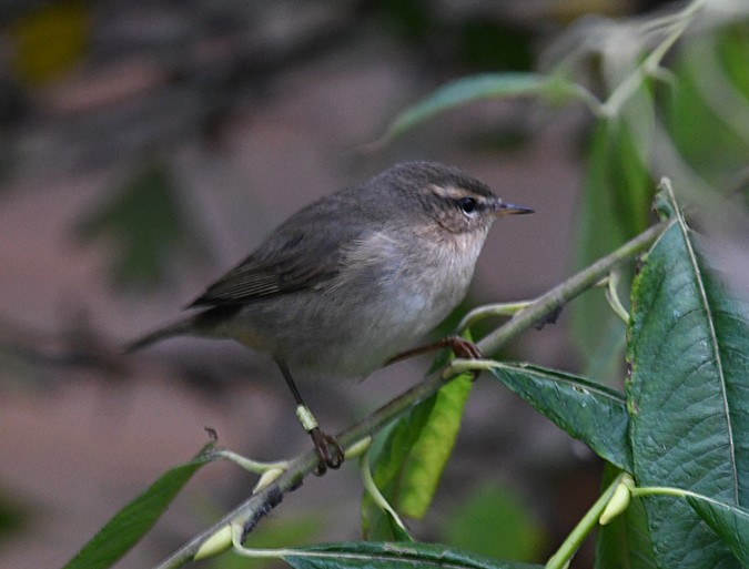 Mosquitero Sombrío - ML136644041