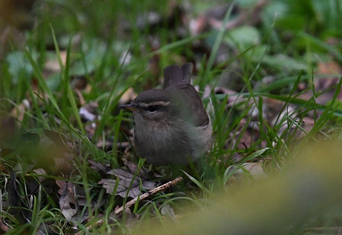 Dusky Warbler - ML136644061