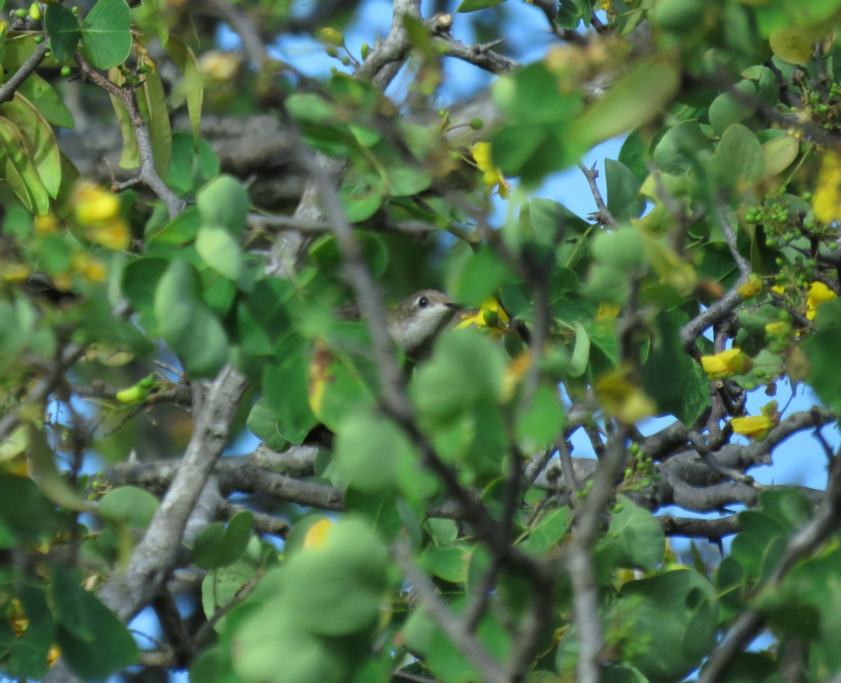 Colibri rubis-topaze - ML136644281