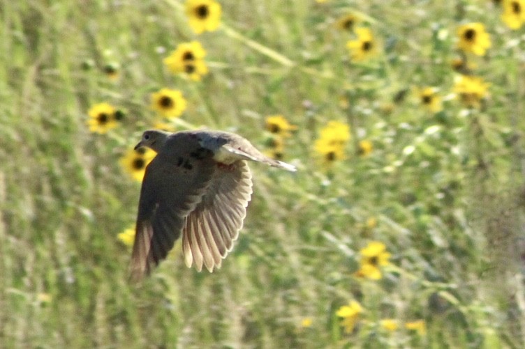 Mourning Dove - ML136644531