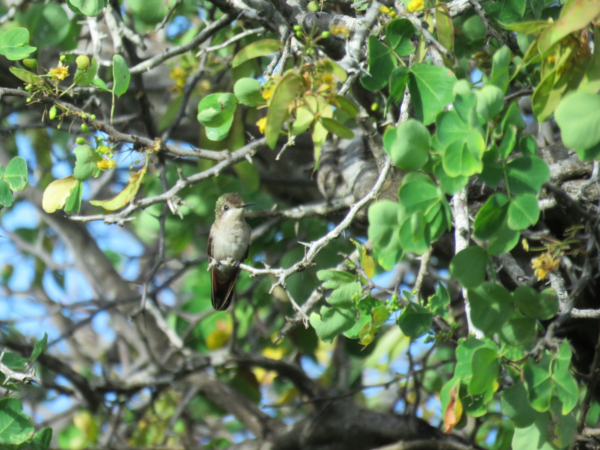 Colibri rubis-topaze - ML136644951