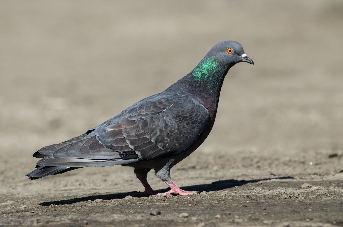 Rock Pigeon (Feral Pigeon) - Anonymous