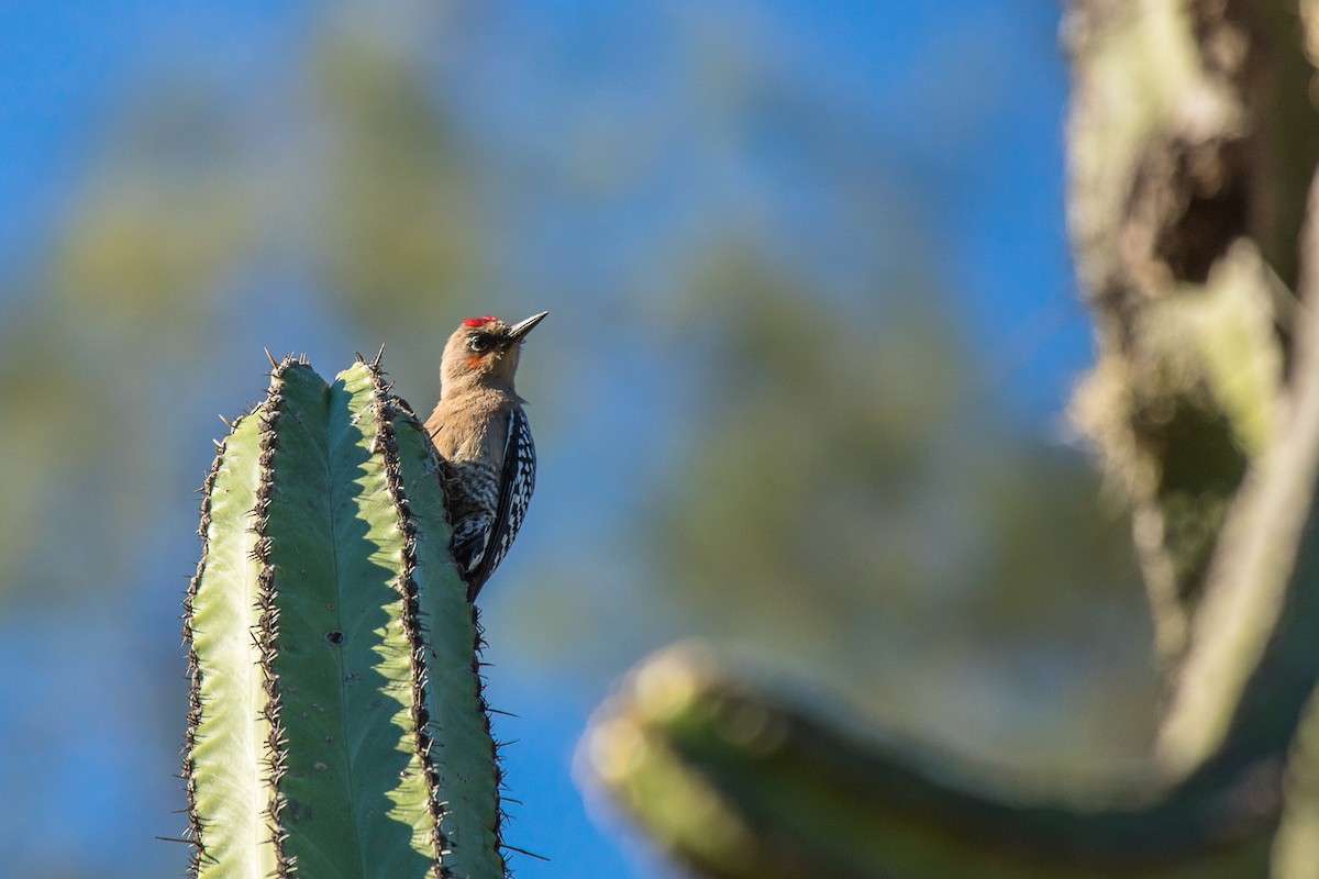 Gray-breasted Woodpecker - Aquiles Brinco