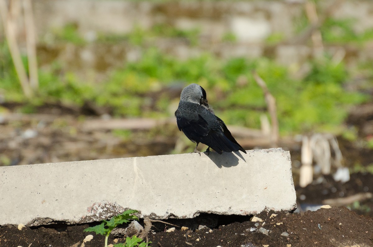 Eurasian Jackdaw - ML136647261