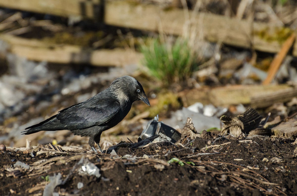 Eurasian Jackdaw - ML136647291