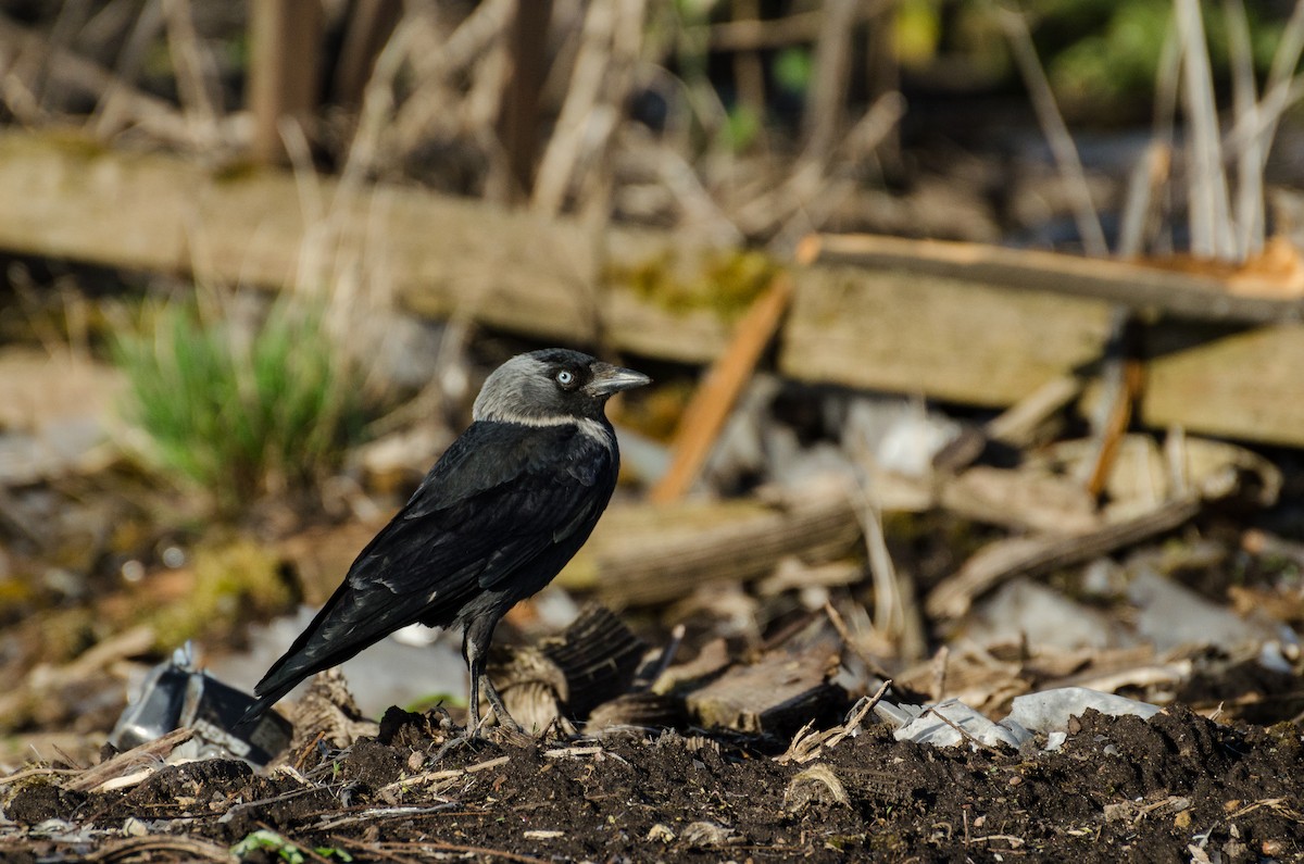 Eurasian Jackdaw - ML136647321