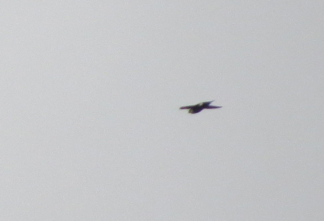 eBird Checklist - 21 Jan 2019 - Río Piedras - 90 species