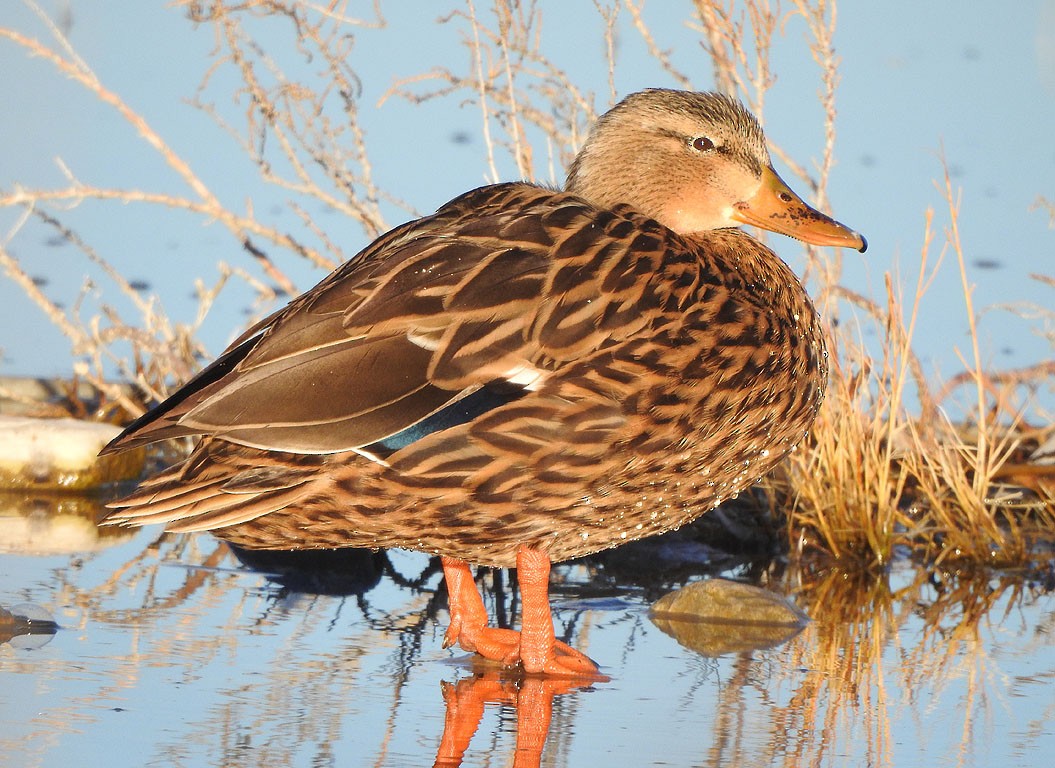 Mallard - Ad Konings