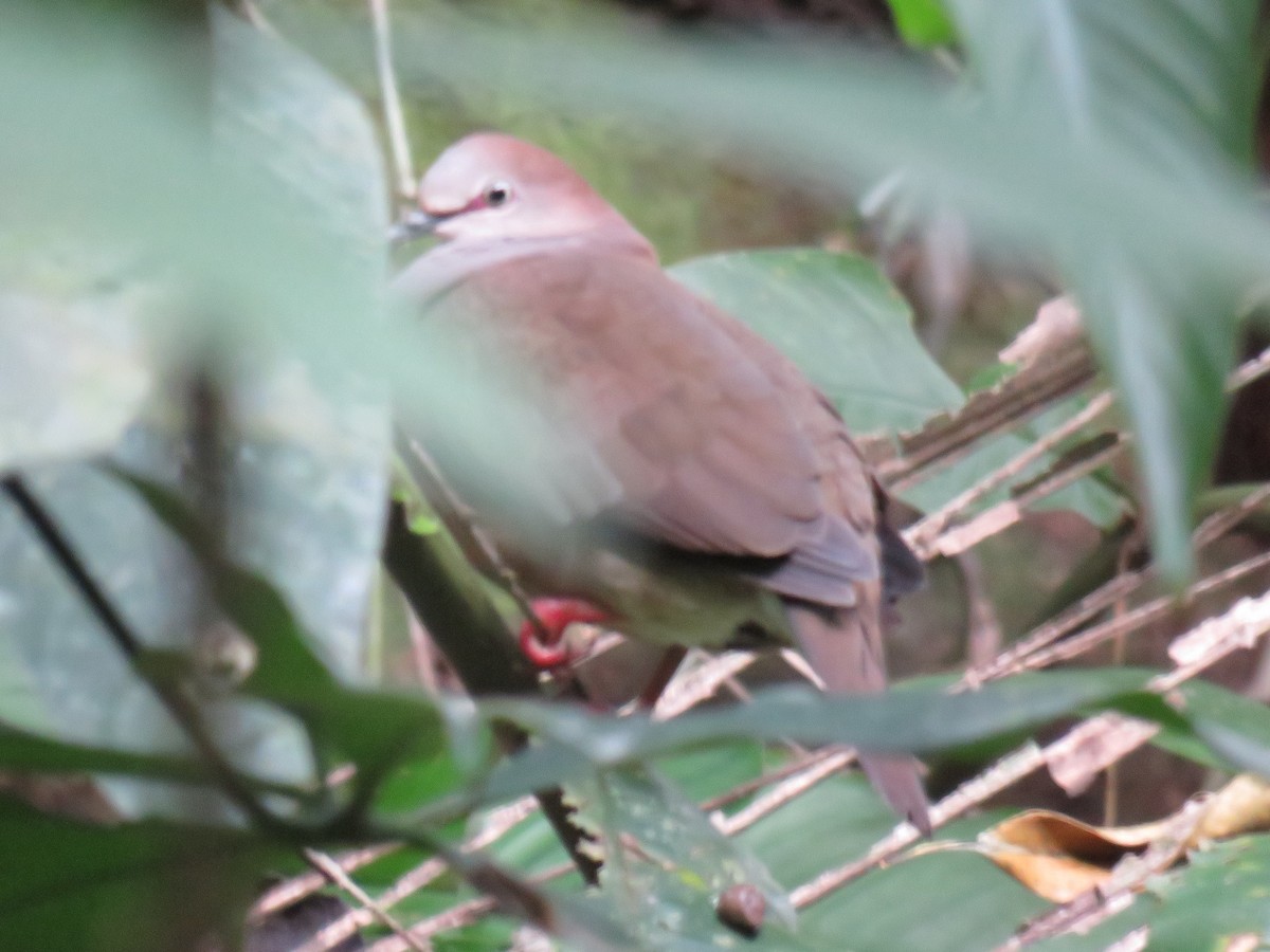 Gray-chested Dove - ML136649821