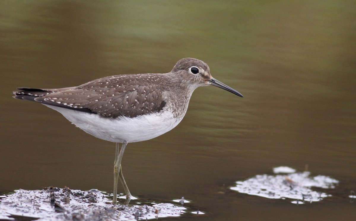 Solitary Sandpiper - ML136651231