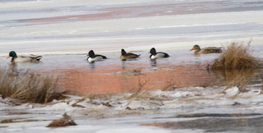 Ring-necked Duck - Mark Dennis