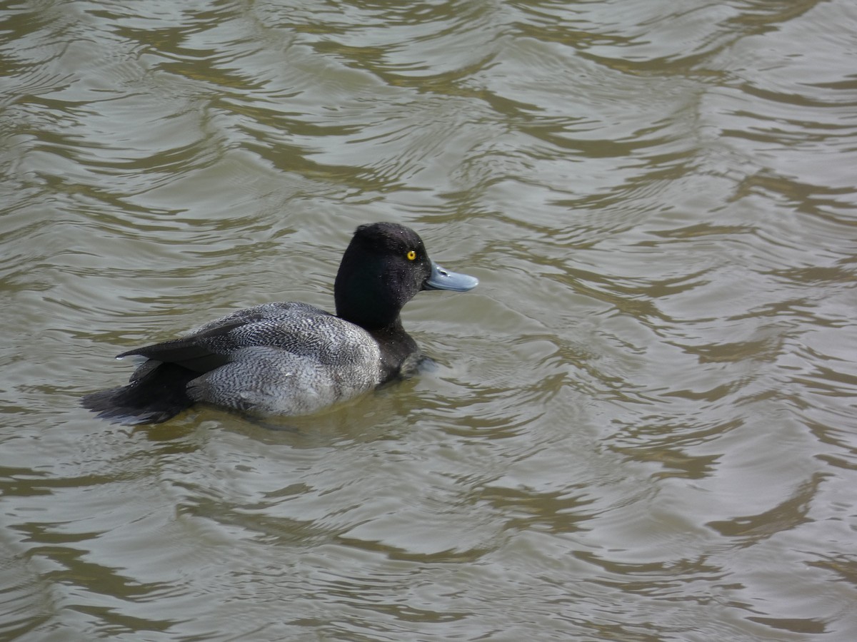 Lesser Scaup - ML136655211