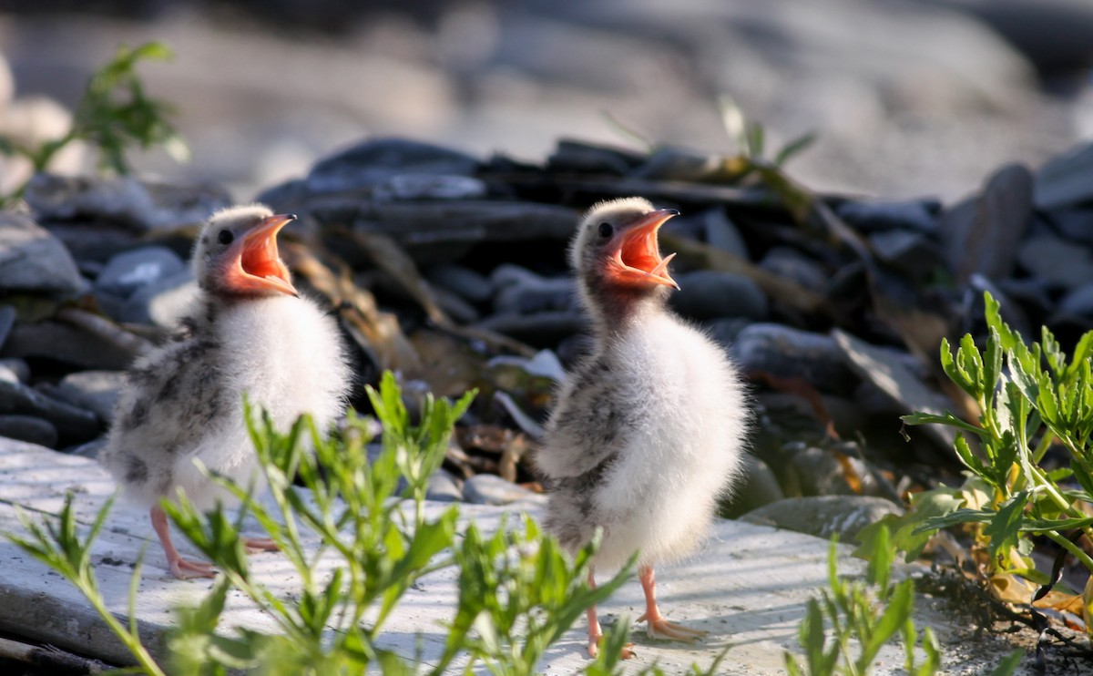 rybák obecný - ML136655561