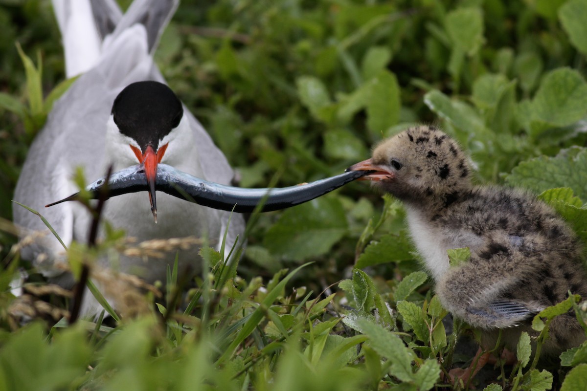 Common Tern - ML136655971