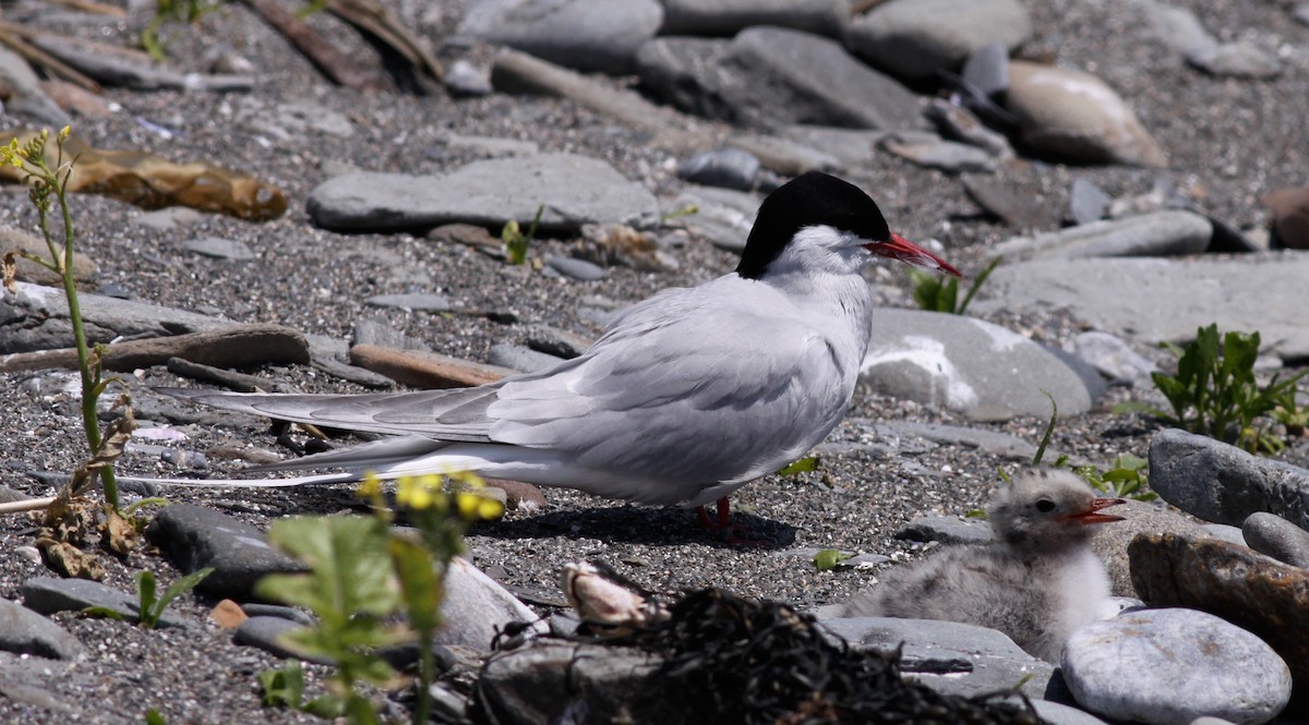 Arctic Tern - ML136656011