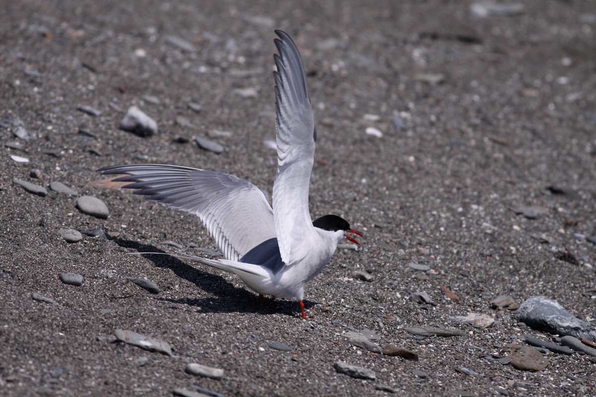 Arctic Tern - ML136656051